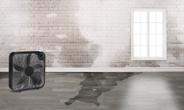 Best Water damage restoration near me  in Livingston, MT